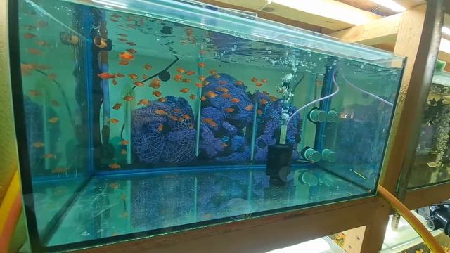 Забросил Пецилии восемь таблеток, продолжаем лечение смотреть онлайн