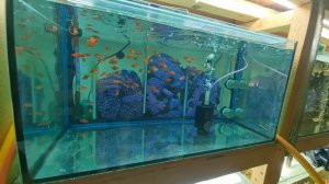 Забросил Пецилии восемь таблеток, продолжаем лечение