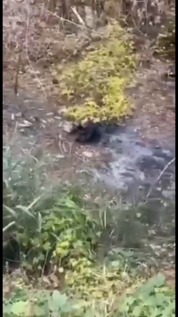в сточных водах не стоит спасаться от тех кто в них постоянно плавает (террор тцк) смотреть онлайн