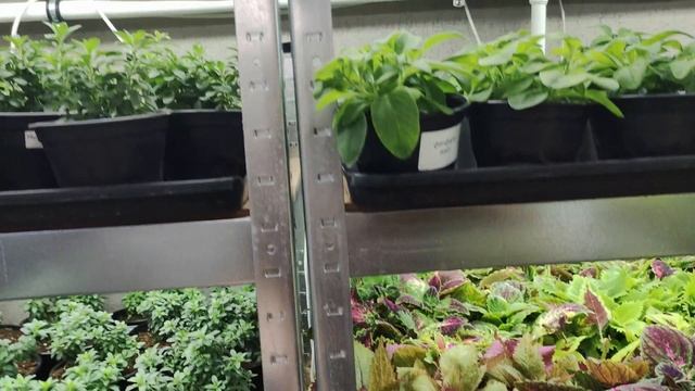 Обзор стеллажей с цветочной рассадой. Как и где буду все сохранять и размножать зимой. смотреть онлайн