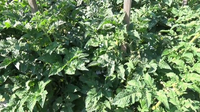 Крупноплодный Томатный Гном Фиолетовая империя. БИФ томат. Полный обзор и дегустация сорта. смотреть онлайн