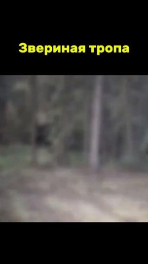 Звериная тропа 🐻🐗🦌