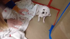 СТРОИМ и УКРАШАЕМ ГИГАНТСКИЙ КАРТОННЫЙ ДОМ ДЛЯ КОТОВ И СОБАК НА НОВЫЙ ГОД