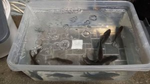 Рыбки (живец)