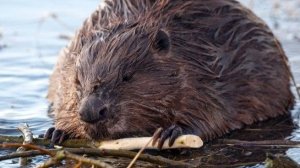 Бобёр гигант, охота с ночником.