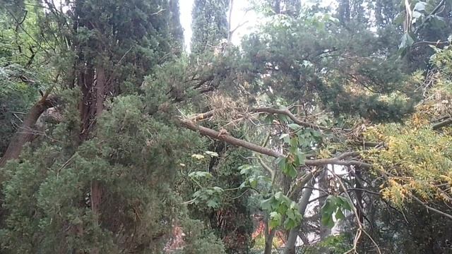 Животные Крыма: ёжик, белки. Октябрь 2025.