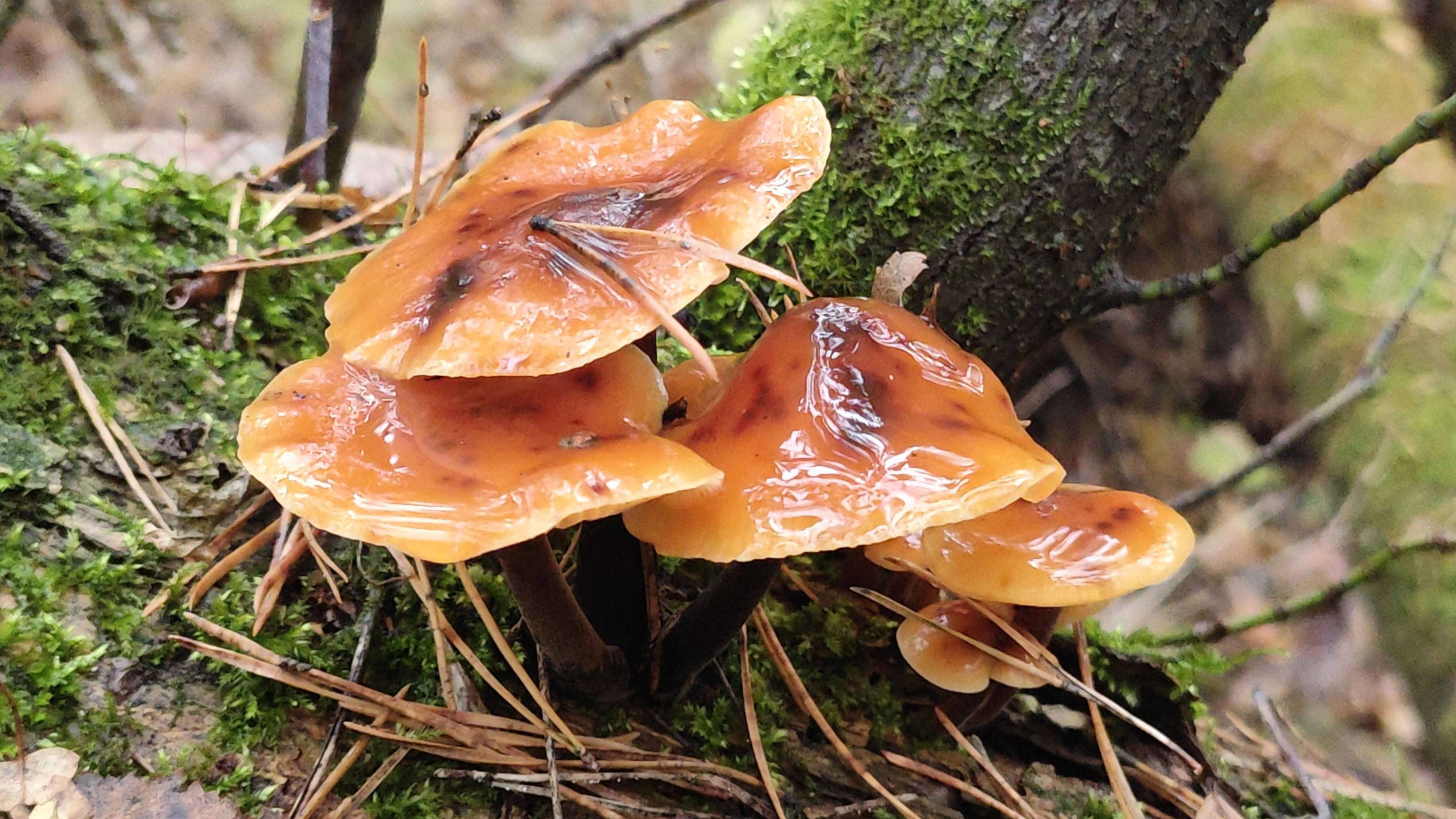 Сезон грибных чудес 2025 -закрыт!