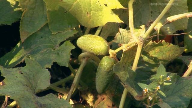 Село ВЯТСКОЕ - фильм-экскурсия (режиссёр - Марина СМАРАГДОВА) - Full HD ¦ Remastered Video смотреть онлайн