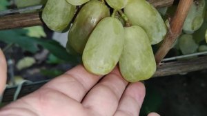 ЖЁЛТАЯ РЕКА!!!🍇🍇🍇 НА 27.10.2025. Telegram, WhatsApp и Vlber +79528500417. ТЕЛ. +79054033245.