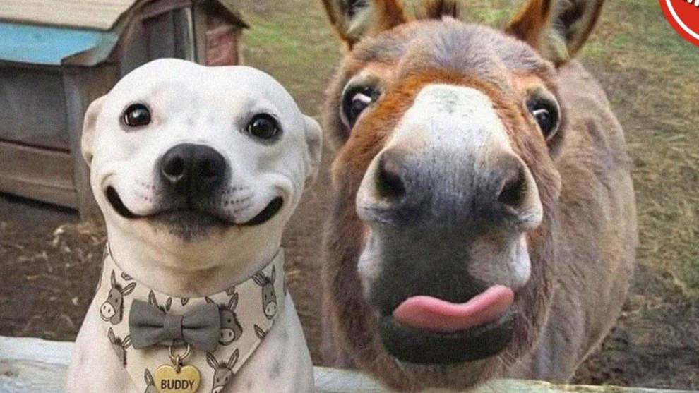 ЛУЧШИЕ ПРИКОЛЫ И МЕМЫ (ПОПРОБУЙ НЕ ЗАСМЕЯТЬСЯ ЧЕЛЛЕНДЖ) - САМАЯ СМЕШНАЯ ПОДБОРКА #157