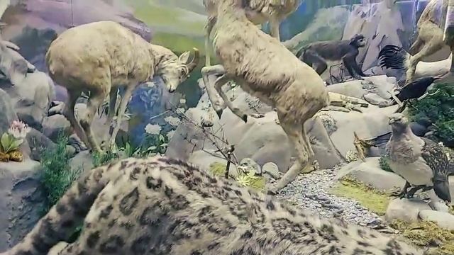 Дарвиновский музей смотреть онлайн