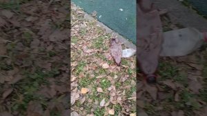 Как готовят пиццу в дешевых столовых