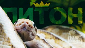 Содержание королевских питонов. 10 лет опыта PANTERIC