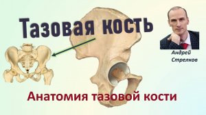 Тазовая кость. Анатомия тазовой кости