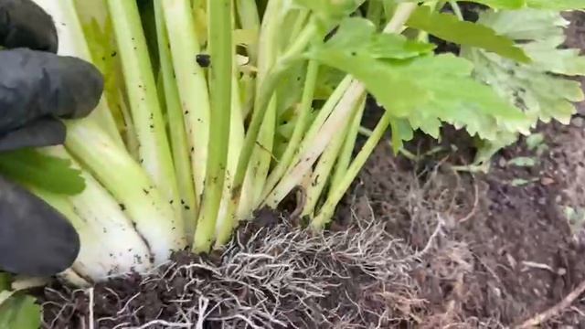 Сельдерей в парнике. Сорт Королевский черешковый и листовой смотреть онлайн