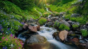 Золото Каменной реки! # 2