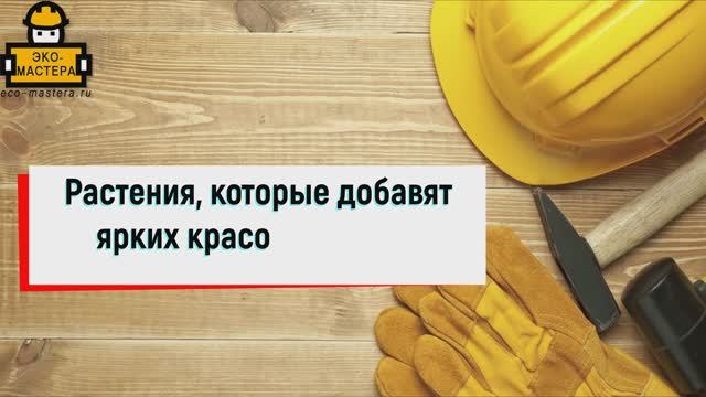 Растения добавят красок в ноябре