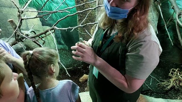 Игуана обыкновенная. Московский зоопарк. Змеиное сафари. Старая территория. смотреть онлайн