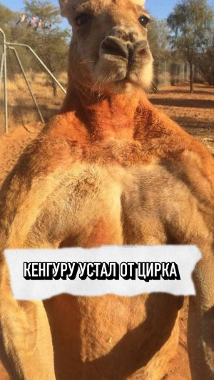 Кенгуру устал от цирка😢
