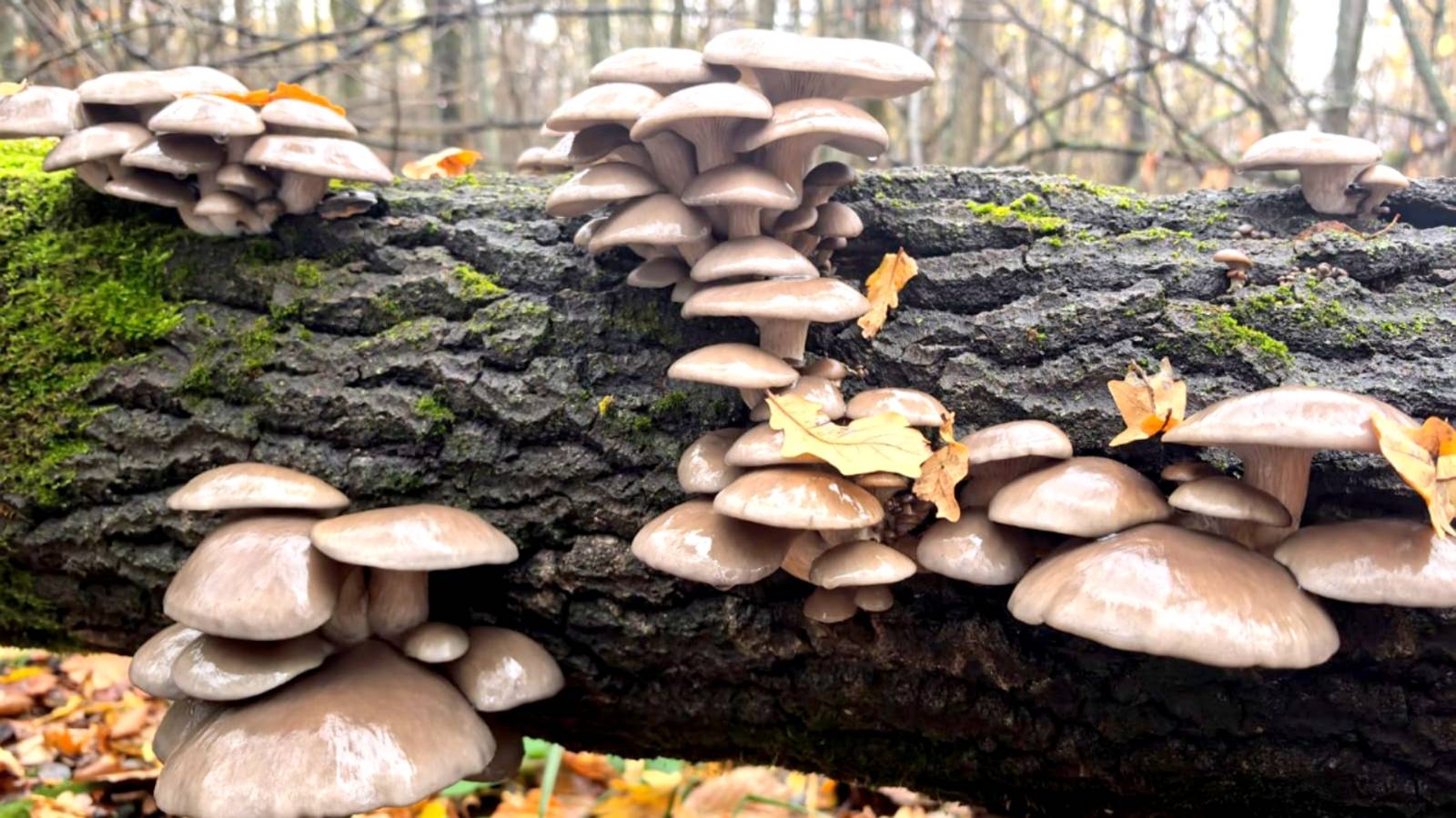 ГРИБОВ В ЛЕСУ ПОЛНО!!! Семейный сбор грибов в октябре смотреть онлайн