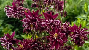 Посейте так аквилегию под зиму и получите крепкие, дружные всходы весной!