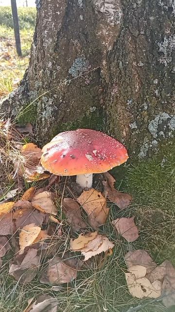 ОСЕНЬ - моё любимое время года😊
#нотка #ателье #ремонтодежды #перетяжкамебели #подушкидекоративные смотреть онлайн