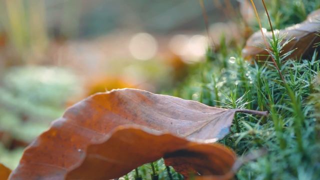 ПИСЬМО ОСЕНИ