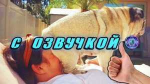 🔥 Приколы с котами! - С ОЗВУЧКОЙ! СМЕШНЫЕ КОТЫ! Самые смешные животные! Попробуй не засмеяться!