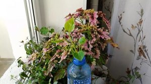 Достойная жизнь. Страница надежды. Таня из Англии