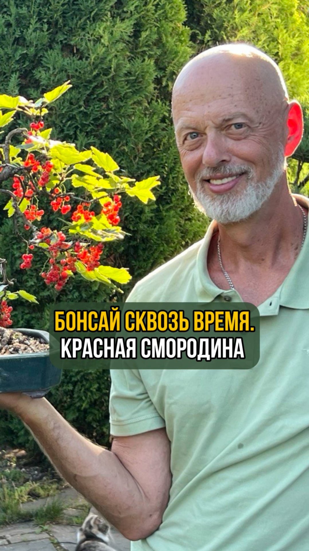 Бонсай сквозь время. Красная смородина смотреть онлайн