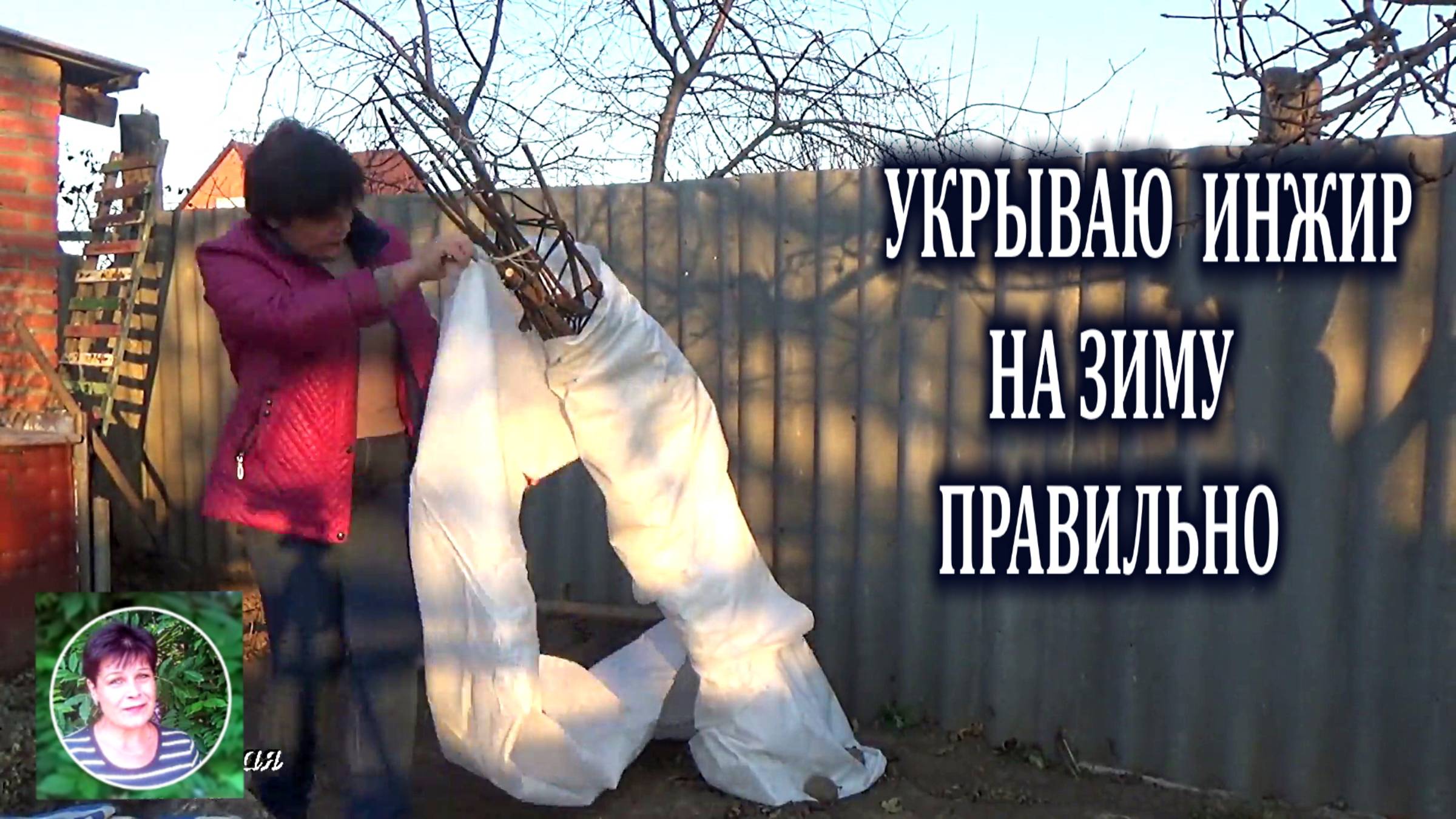 Как укрыть инжир на зиму чтобы он не вымерз зимой смотреть онлайн