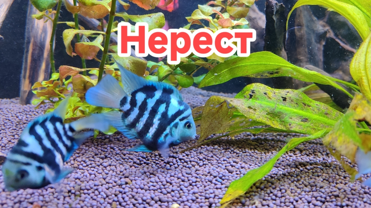 Нерест попугайчиков