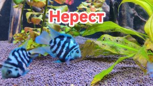 Нерест попугайчиков