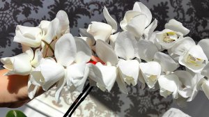 Мои орхидеи все на цветоносах. А ваши? Уже выдали?