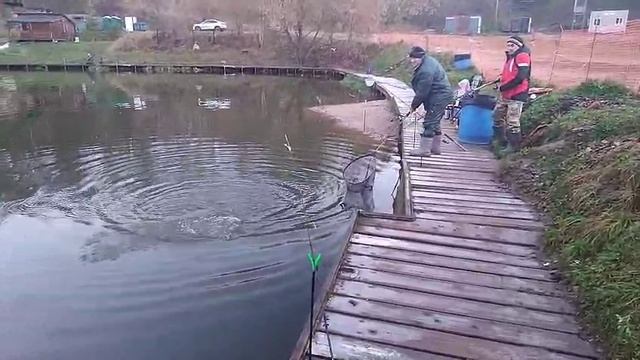 Утро крабовая палочка смотреть онлайн
