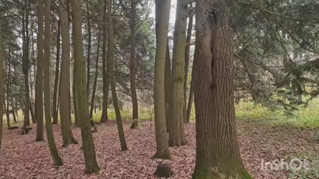 Поход к врачу закончился прогулкой в Ботаническом саду.