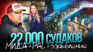 Большое зарыбление судаком Угличского водохранилища от PAL и Мида Групп. Интервью с рыбоводами