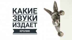 Какие звуки издает кролик