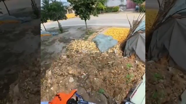 Погоня мотоциклиста за собакой смотреть онлайн