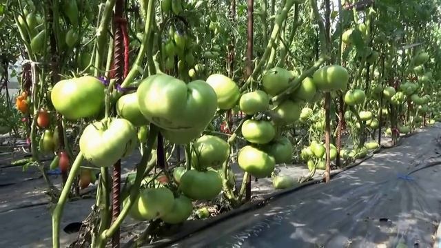 Необычные способы формировки томата неожиданно дают отличный урожай! смотреть онлайн
