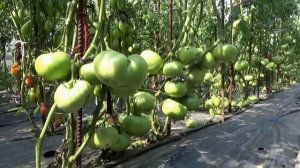 Необычные способы формировки томата неожиданно дают отличный урожай!