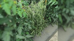 Гниль стебля томатов. Южная гниль.