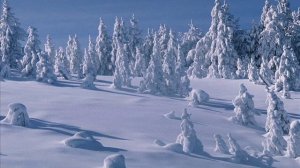 Клён ты мой опавший