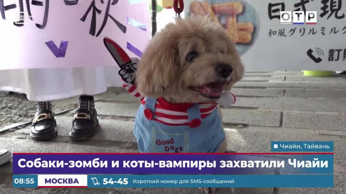 Собаки-зомби и коты-вампиры захватили Чиайи смотреть онлайн