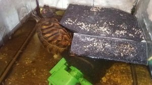 Красноухие черепахи 🐢 утро 28-10-2025