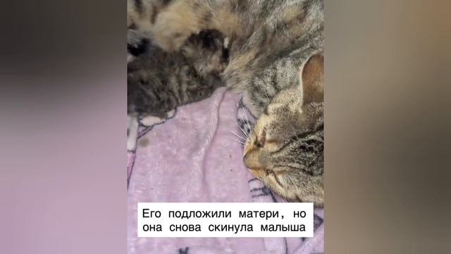 Спасли котенка.Извините,не могла пройти мимо этого видео. смотреть онлайн