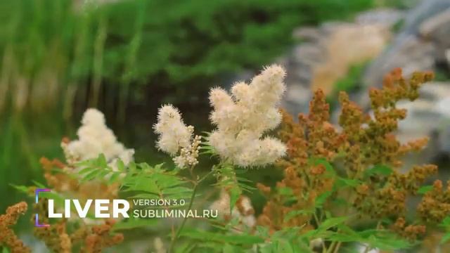 ИСЦЕЛЕНИЕ ПЕЧЕНИ*Версия 3.0 [ NEW ]*Скрытые Аффирмации*Саблиминал смотреть онлайн