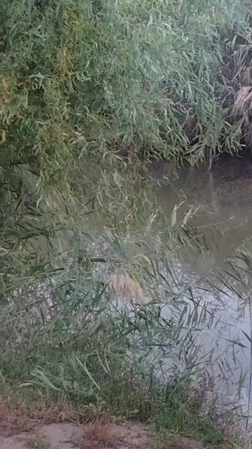 0осеннее утро