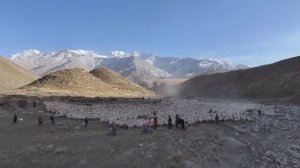 🐑В Синьцзяне началась массовая миграция овец на теплые пастбища