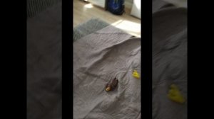 маша и медыедь день варенье 6.